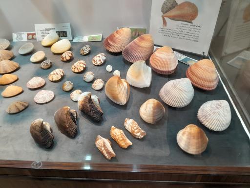 عکس موزه صدف اصفهان