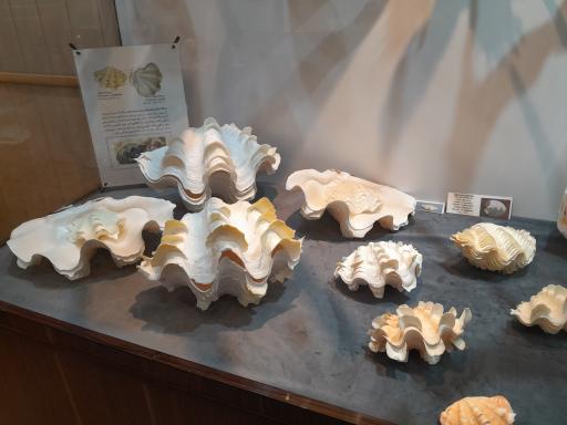 عکس موزه صدف اصفهان