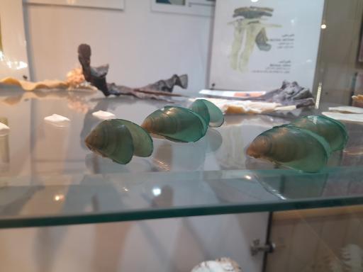 عکس موزه صدف اصفهان