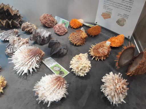 عکس موزه صدف اصفهان