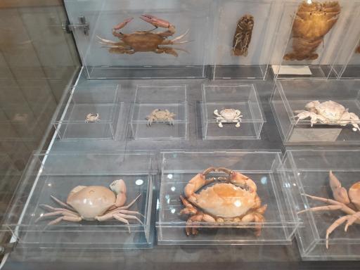 عکس موزه صدف اصفهان