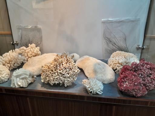 عکس موزه صدف اصفهان