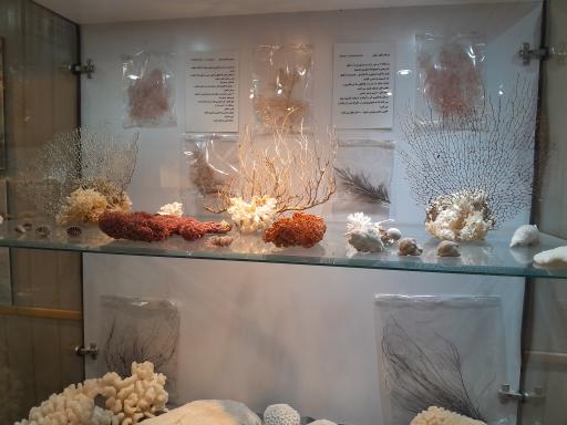 عکس موزه صدف اصفهان