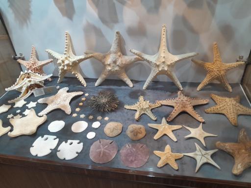 عکس موزه صدف اصفهان