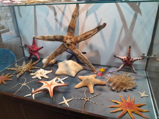 عکس موزه صدف اصفهان