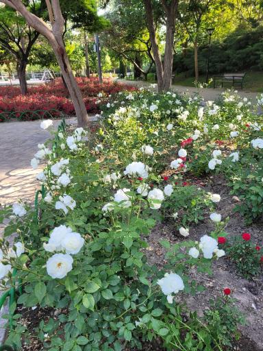 عکس پارک بانوان ملت