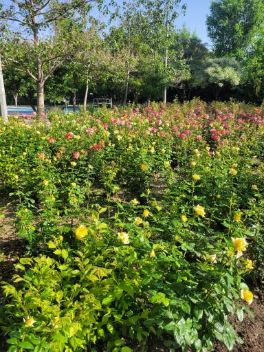 عکس پارک بانوان ملت