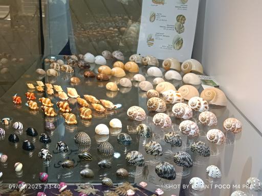 عکس موزه صدف اصفهان