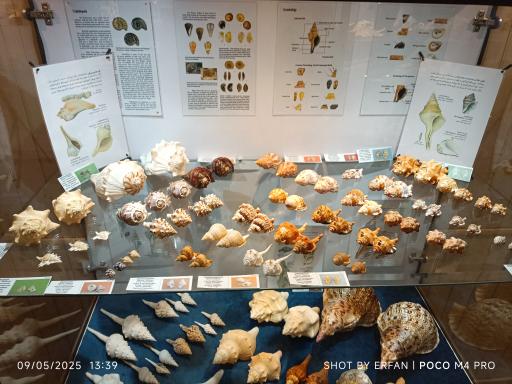 عکس موزه صدف اصفهان