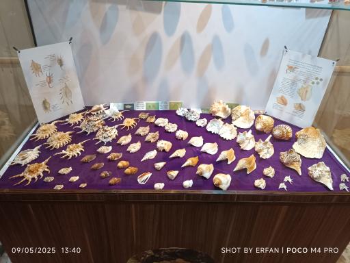 عکس موزه صدف اصفهان