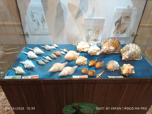 عکس موزه صدف اصفهان