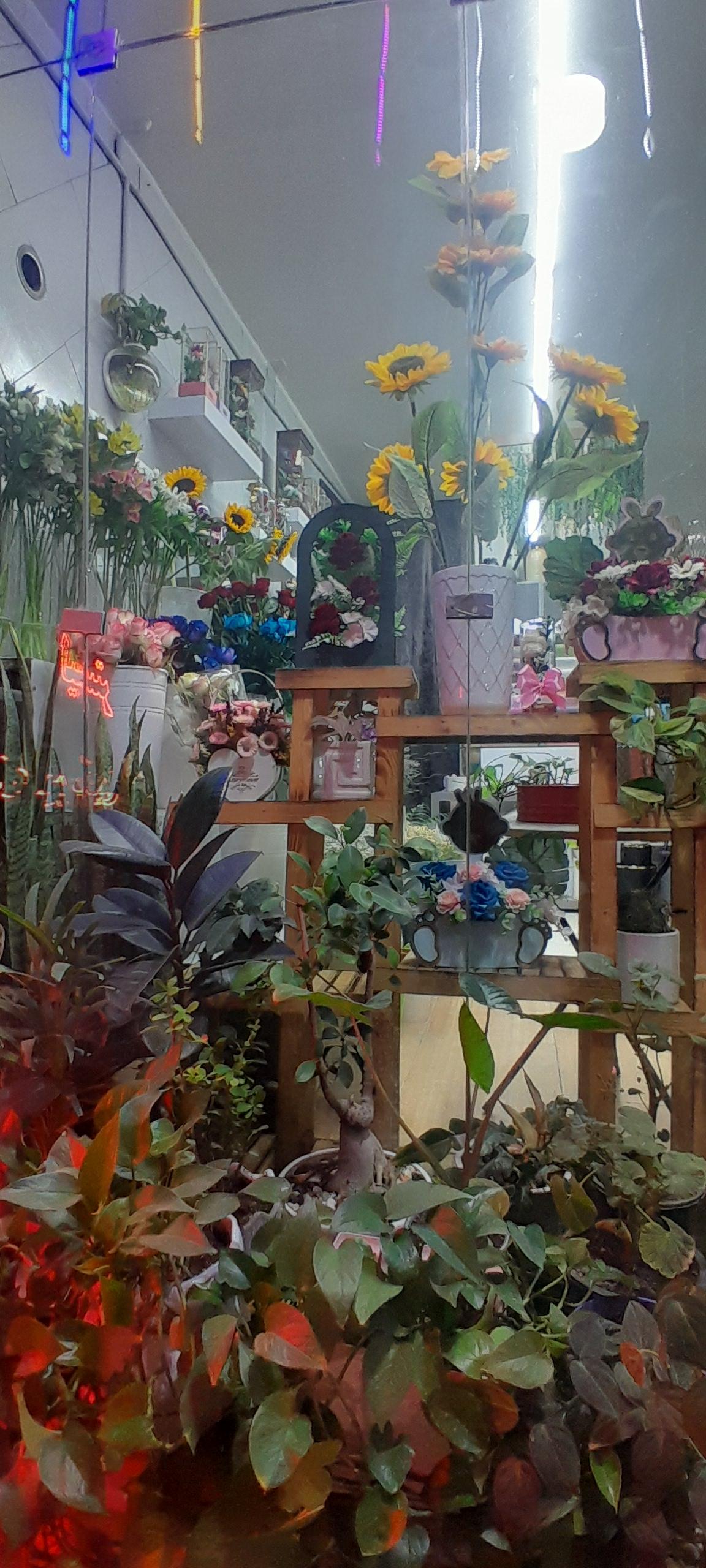 عکس کلبه گل ملودی