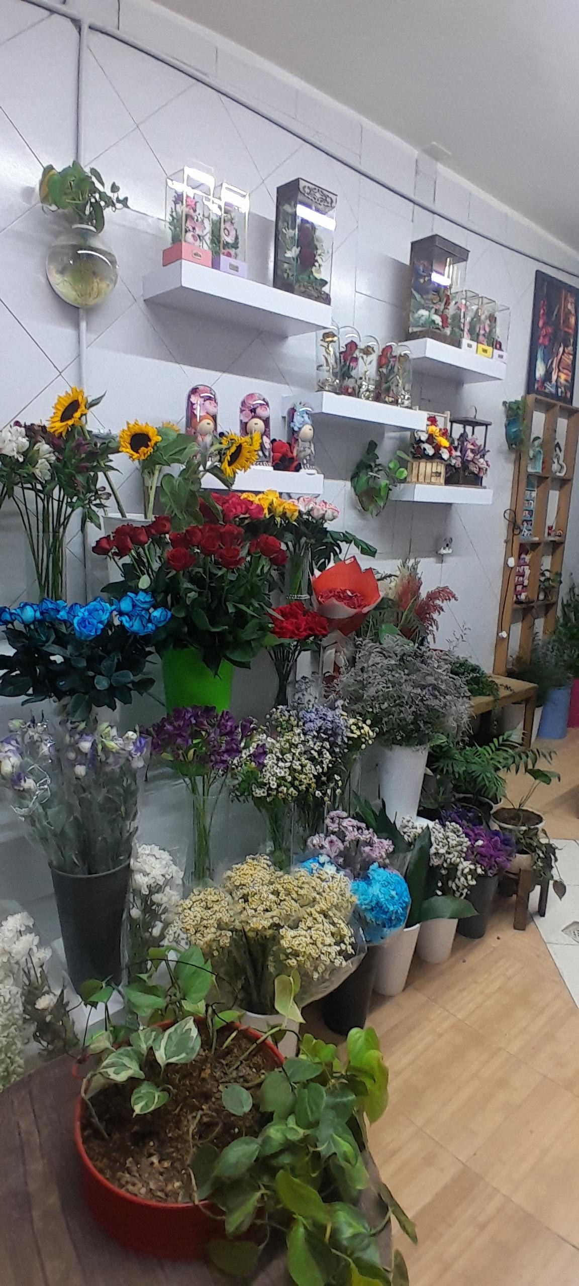 عکس کلبه گل ملودی