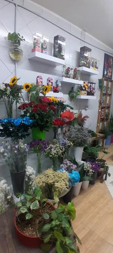 عکس کلبه گل ملودی