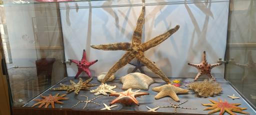 عکس موزه صدف اصفهان