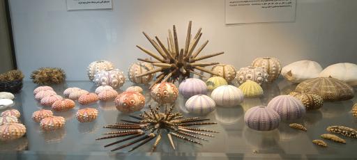 عکس موزه صدف اصفهان