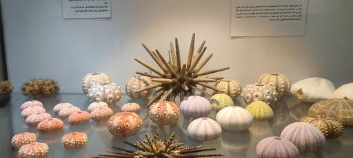 عکس موزه صدف اصفهان