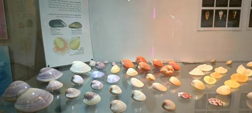 عکس موزه صدف اصفهان