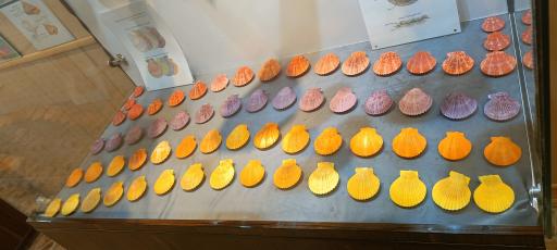 عکس موزه صدف اصفهان