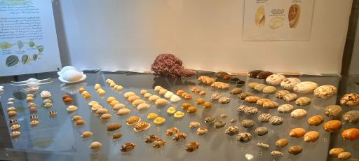 عکس موزه صدف اصفهان