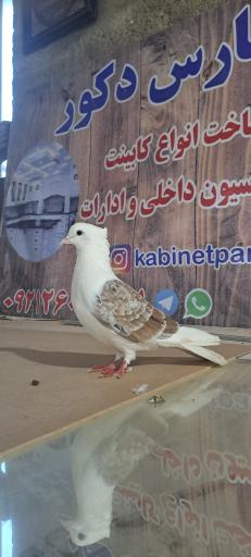 عکس کابینت زمانیان 