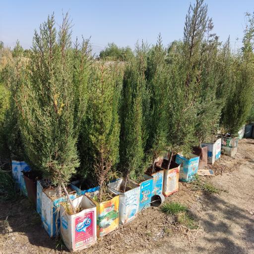 عکس مجتمع گل و گیاه آنا