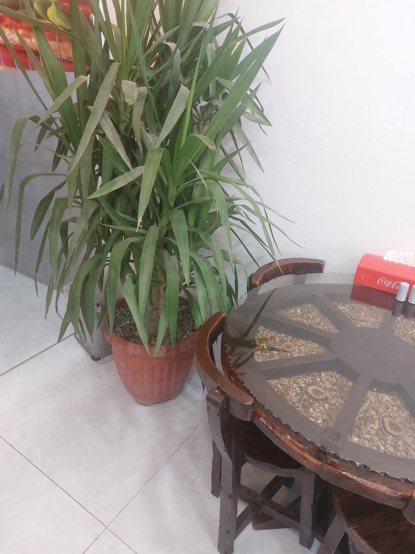 عکس فست فود ژاوا