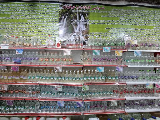 عکس گلاب گیری سنتی نصرالهی