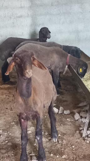 دامداری رحیم رحمانی