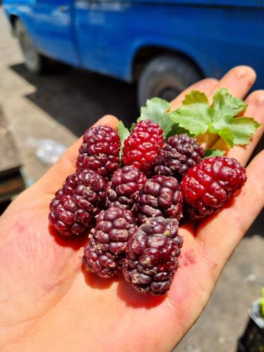 عکس بار فروشی علی حاتمیان