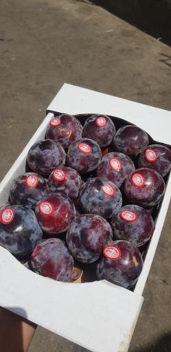 عکس بار فروشی علی حاتمیان