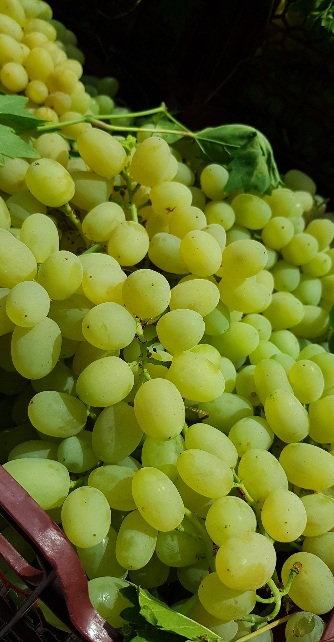 عکس بار فروشی علی حاتمیان