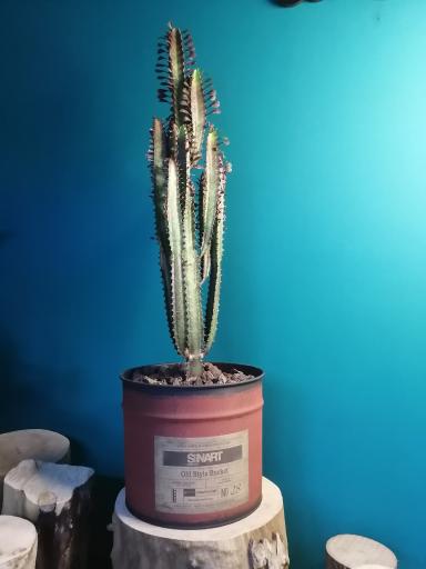 عکس کافه گیاه