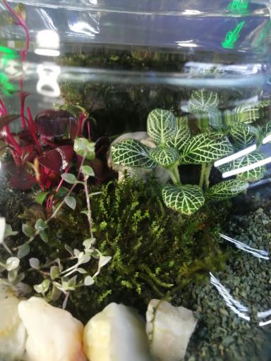 عکس کافه گیاه