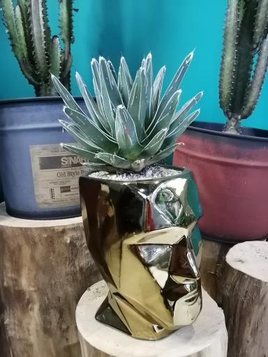 عکس کافه گیاه