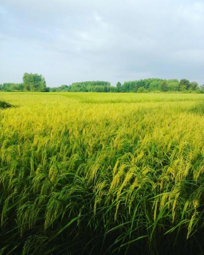 عکس خشکبیجار