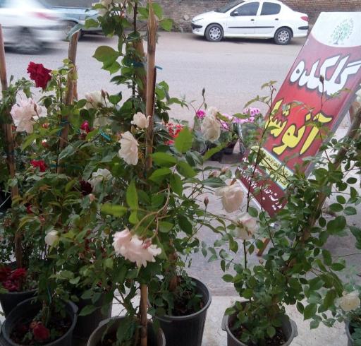 عکس گلکده آنوشا 