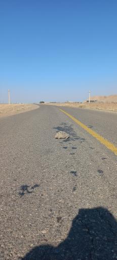 عکس بوئین زهرا