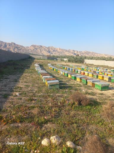 عکس بوئین زهرا