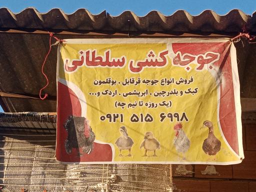 جوجه کشی سلطانی 