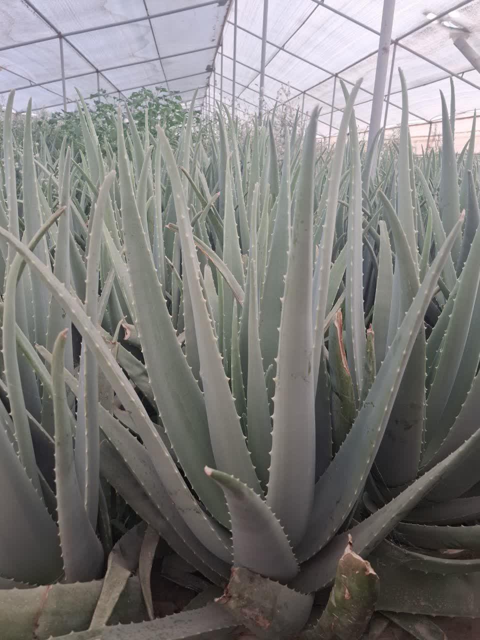 عکس شرکت آلوئه ورا مانلی اخترآباد