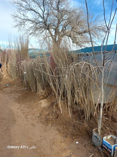 خدمات کشاورزی دکتر امید رحمانی(مؤسسه انگوروکشمش ایران)