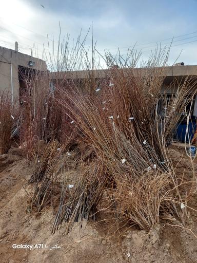 عکس خدمات کشاورزی دکتر امید رحمانی(مؤسسه انگوروکشمش ایران)