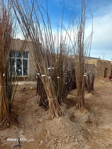 خدمات کشاورزی دکتر امید رحمانی(مؤسسه انگوروکشمش ایران)