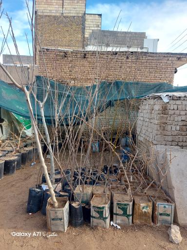 خدمات کشاورزی دکتر امید رحمانی(مؤسسه انگوروکشمش ایران)