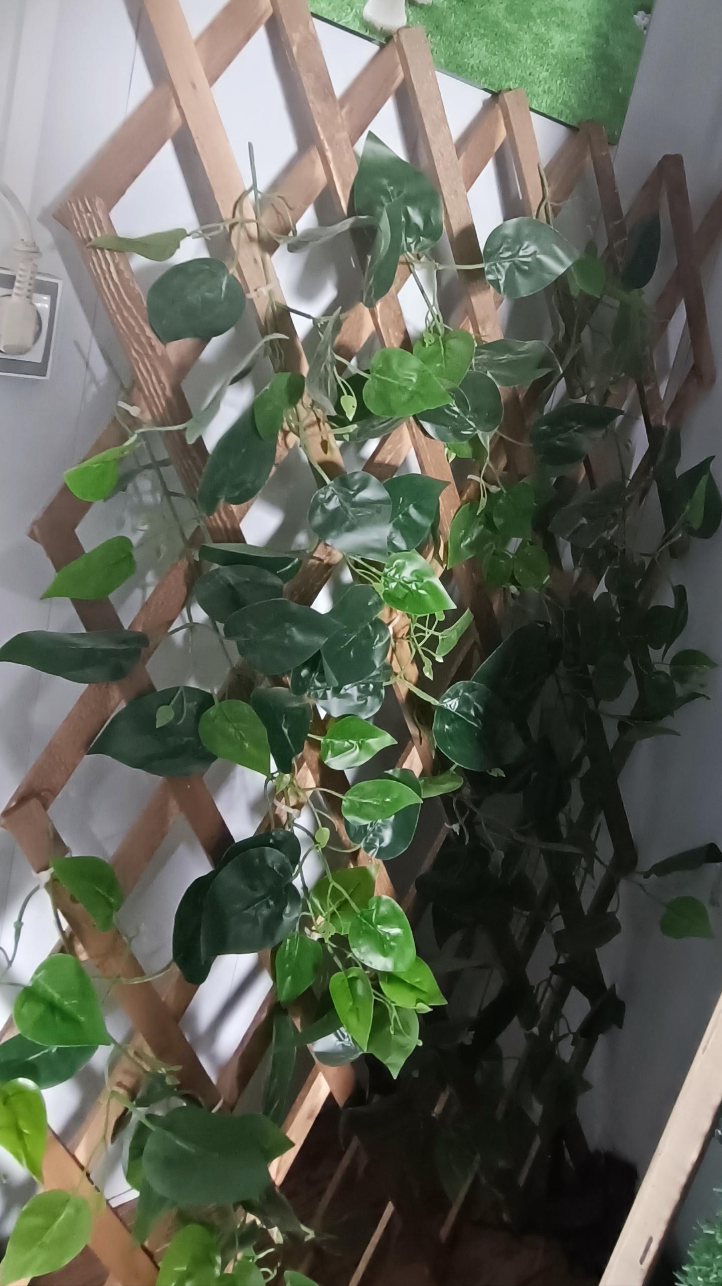 عکس نمایندگی آسیا چمن