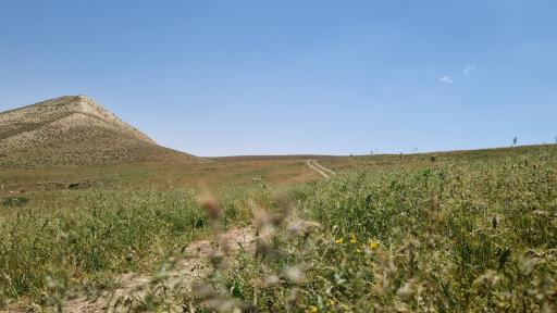 عکس بید سوخته