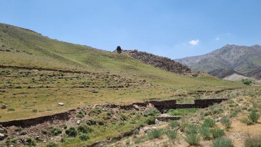 عکس بید سوخته
