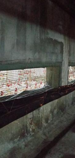 عکس مرغداری واحد اردک داری 