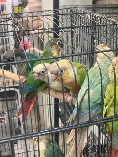 عکس سالن پرورش طوطیسانان مستر پاروت